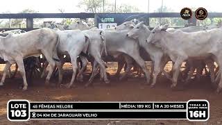 Vídeo LOTE 103
