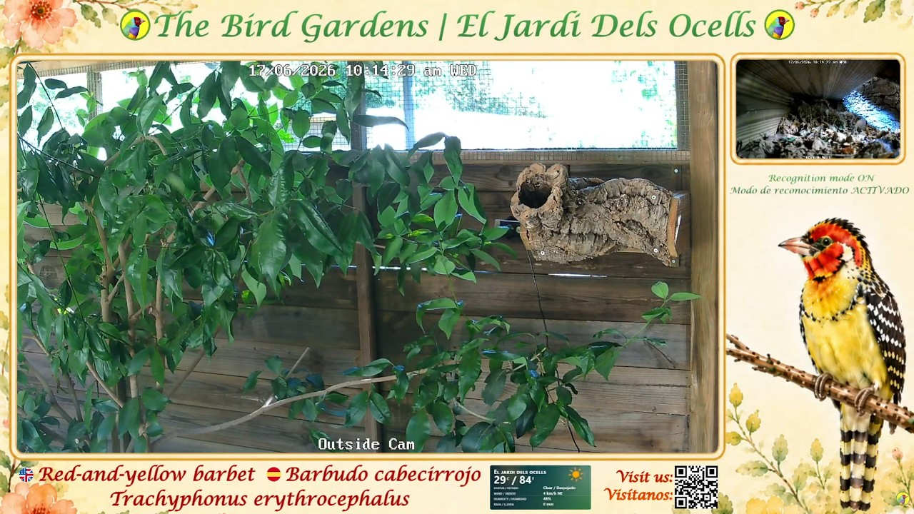 Live webcam view of Red-and-yellow Barbet Aviary Cam