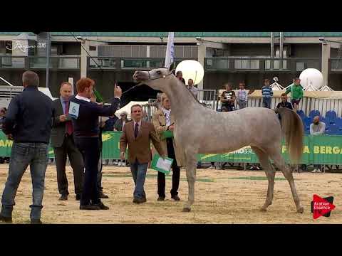N.6 ALEXIA MONISCIONE - Bergamo 2018 - Yearling Fillies (Class 1A)