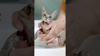 Download lagu Timelapse Rescued Kitten Day 1 - Day 33 Cute😍😍 #kucing #kucinglucu #kitten #suaraanakkucing mp3 Download lagu Timelapse Rescued Kitten Day 1 - Day 33 Cute😍😍 #kucing #kucinglucu #kitten #suaraanakkucing mp3