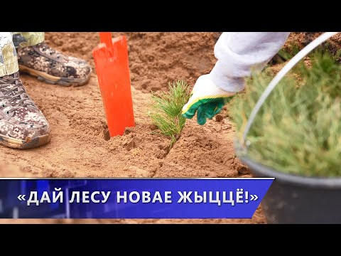 Витебская область присоединилась к республиканской акции «Дай лесу новае жыццё!»