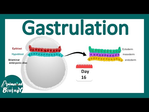 Gastrulation | what happens during gastrulation? | week 3 of embryonic development