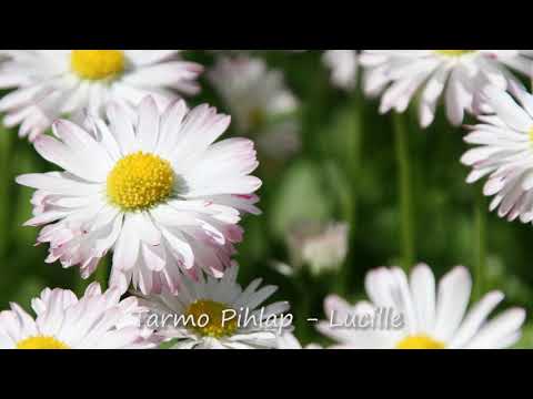 Tarmo Pihlap - Lucille