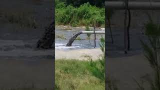 Download lagu Pompa Pasir/Pompa Lumpur. Made In Indonesia #shorts #shortvideo mp3 Download lagu Pompa Pasir/Pompa Lumpur. Made In Indonesia #shorts #shortvideo mp3