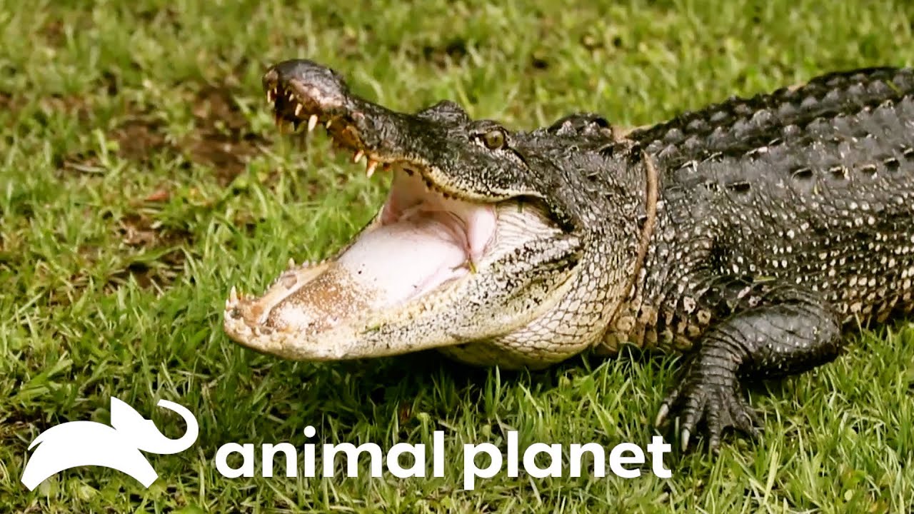 The Gator Boys Battle a 15 FOOT Gator! | Gator Boys | Animal Planet