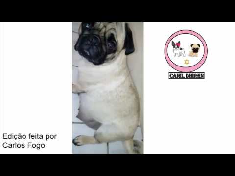 Canil Dhiren - Pug grávida