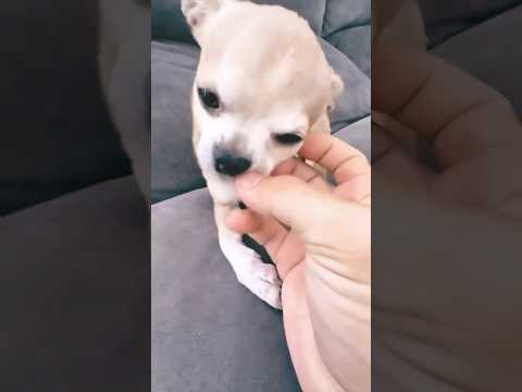 kuchi kuchi with puppy!!!! #puppy