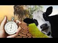 The Truth About Dairy In 2 Minutes