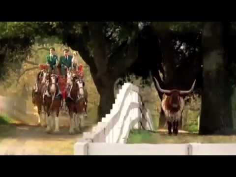 Bud Clyde Commercials 1 - Turtle Ranch