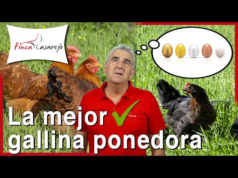 , title : '¿Cuál es la mejor gallina ponedora? ✅'