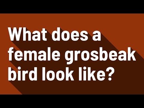 What does a female grosbeak bird look like?
