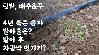 텃밭, 배추&무 / 4년 묵은 종자 발아율은? / 발아 후 차광막 벗기기?