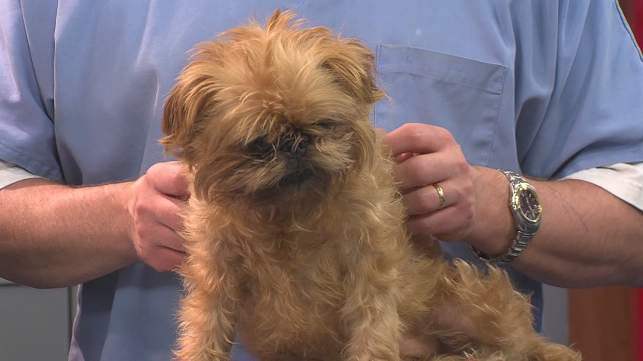 Heartworm Symtoms - YouTube
