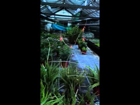 Wolfurt Exklusiv #2 // Flower Power