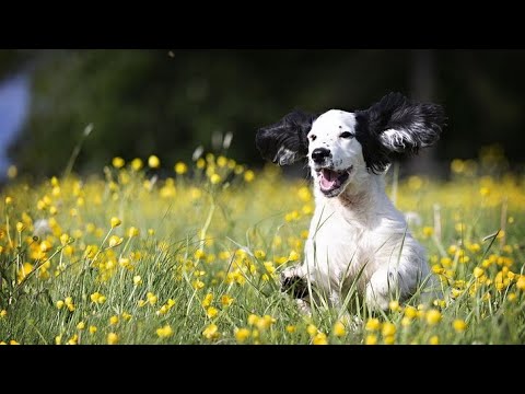 Cute Puppies|| Cutest Puppies Video Compilation #25 || Fx Aqib Ali
