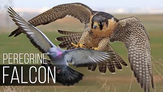 PEREGRINE FALCON -  Bird Slayer and Dive master! The Fastest Animal on the Planet