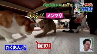 「嗚呼!!みんなの動物園」みりちゃむ家のシャー猫のたくあんとメンマの人なれ作戦！