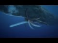 COLOSSAL SQUID (giant squid ) Vs. SPERM WHALE  "EPIC BATTLE"