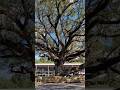 Massive Live Oak Tree in Milton #florida #shorts