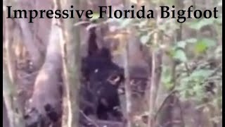 Impressive Florida Bigfoot Video. Sasquatch ripping up a tree