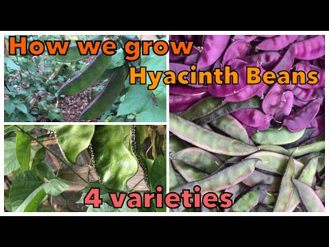How to grow the best Hyacinth Beans | 4 Varieties | City Vegetable Gardener | Shoker Bagan