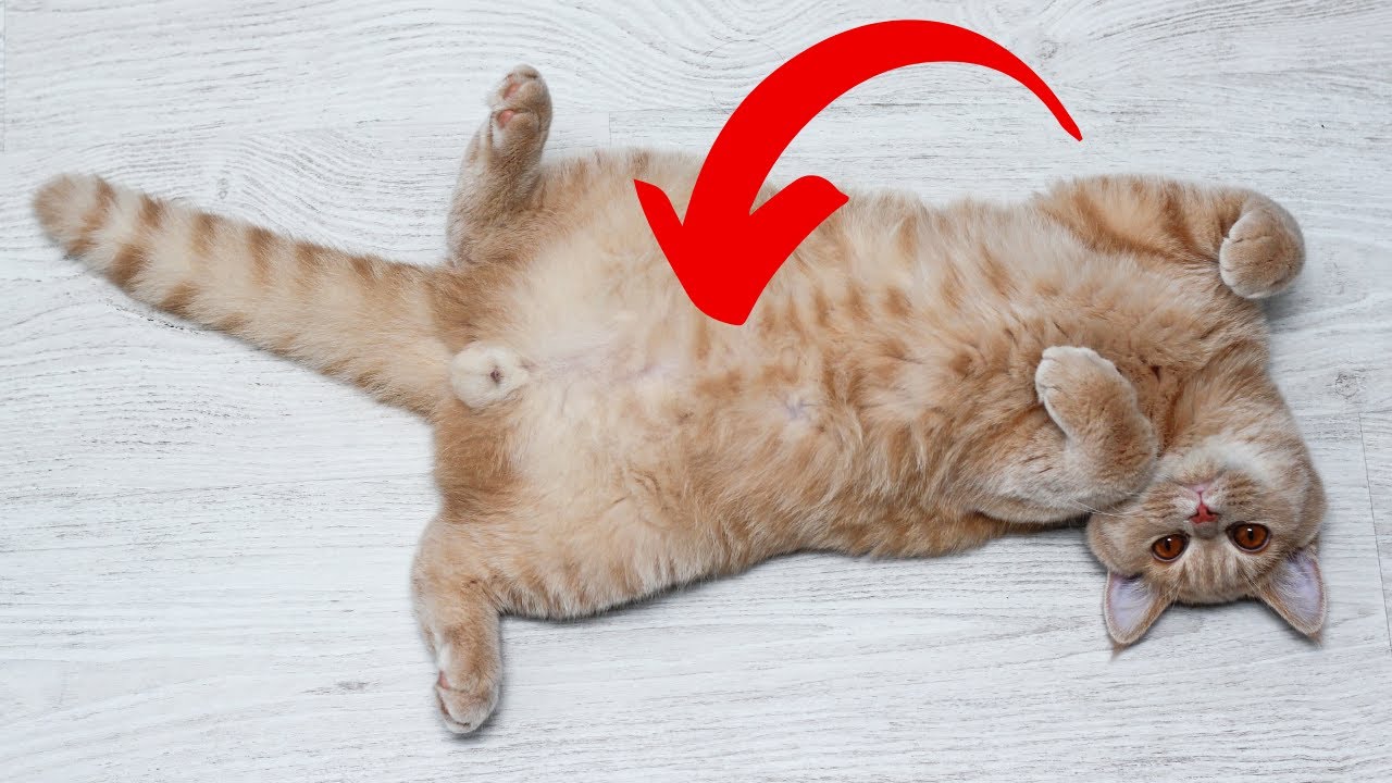 Why Does Your Cat Roll Around When Seeing You?