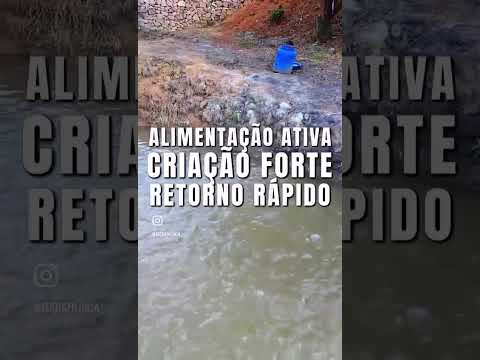 Sítio 09: 💰 R$ 1.300.000,00 💰 | Monte Alegre do Sul - SP.