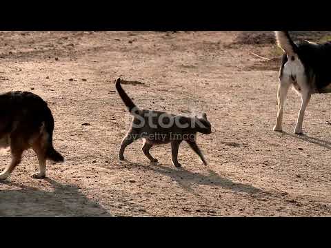 Beckett's Big Adventure  A Cat's Tale 2025