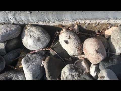 When Outside Temperatures Rise, Boxelder Bugs Emerge in Jackson, NJ