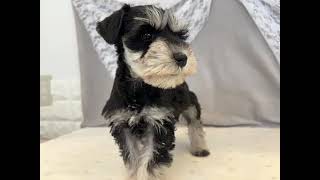 ミニチュアシュナウザーの動画01