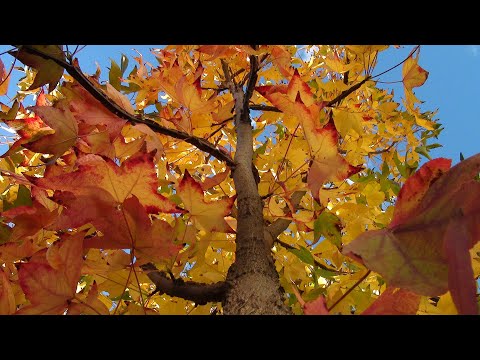 Pet boja javora u Mlinskoj ulici