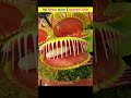 Venus Flytrap Carnivorous Plant
