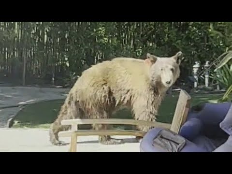 [영상] LA 챗스워스 지역 곰 출몰...집 마당에도 들어와