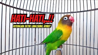 Download lagu Lovebird Gacor NGEKEK PANJANG PANDAI Bikin BUNYI, Putar Saja Pasti Langsung NYAUT mp3