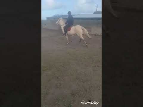 Reg Connemara 148cm - Image 2