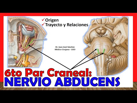 🥇 6to Par Craneal - NERVIO ABDUCENS (Oculomotor Externo). ¡Explicación Fácil y Sencilla!