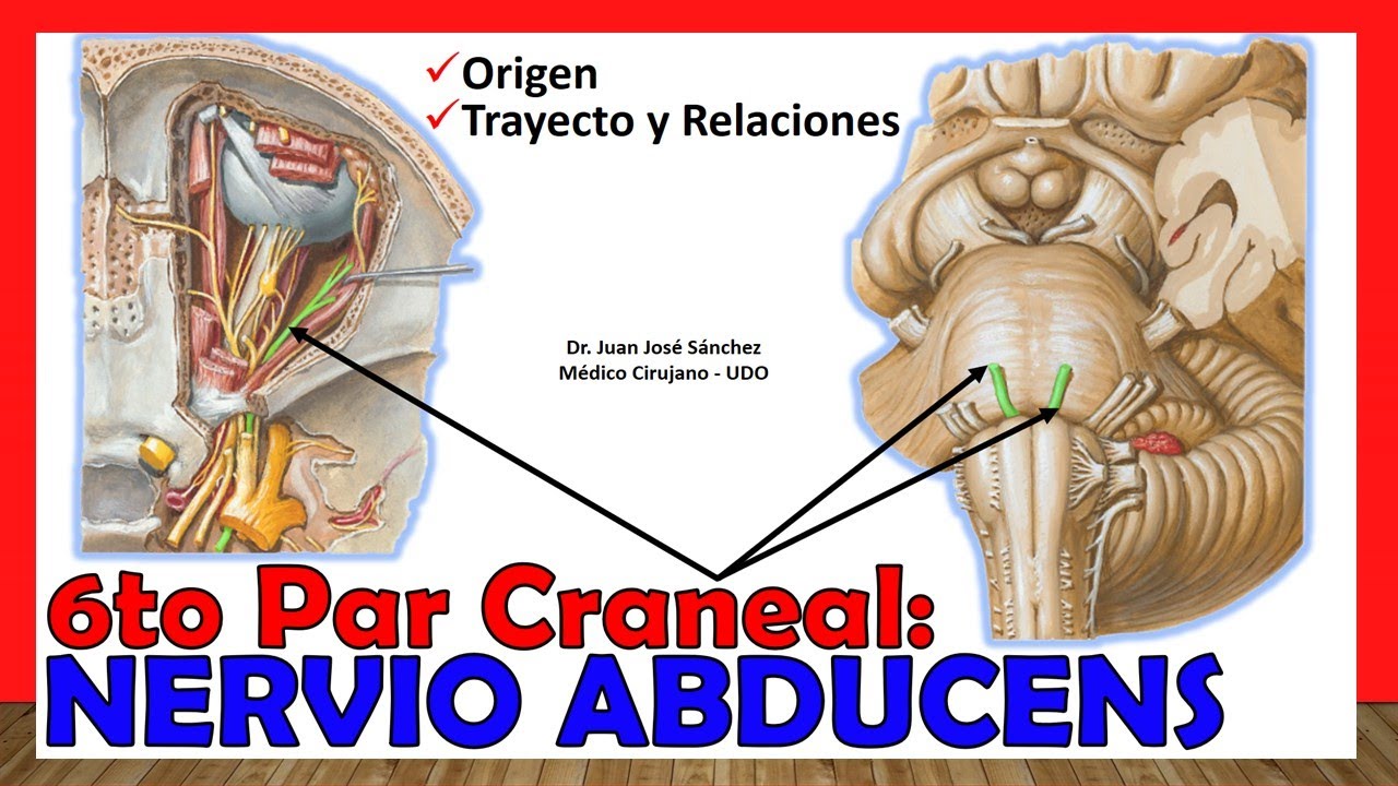 🥇 6to Par Craneal - NERVIO ABDUCENS (Oculomotor Externo). ¡Explicación Fácil y Sencilla!