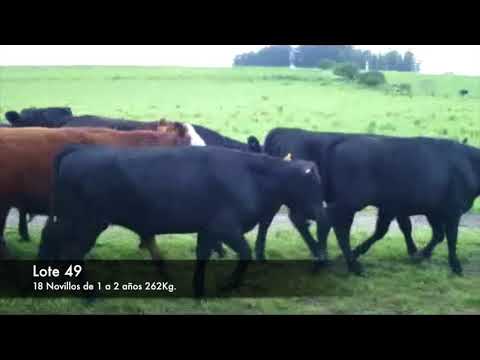 Lote 18 Novillos 1 a 2 años 13 NEGROS Y CARETAS UN HEREFORT Y UN LIM,  1 LIM Y 2 HERNEFORT CON HOLANDO Y 1 ABERDINANGUS CON HOLANDO 262kg -  en RUTA KM 149 3KM AL SUR