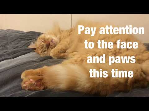 Why cats twitch in their sleep? Entenda por que seu gato treme enquanto dorme.