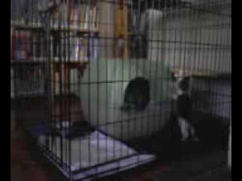 Omega Paw Self-Cleaning Litter Box - Sep 4, 2008 2 of 6