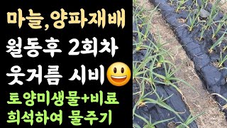 텃밭, 마늘&양파???? 2차 웃거름주기???? 토양미생물+물비료 희석하여 물주기???? 
