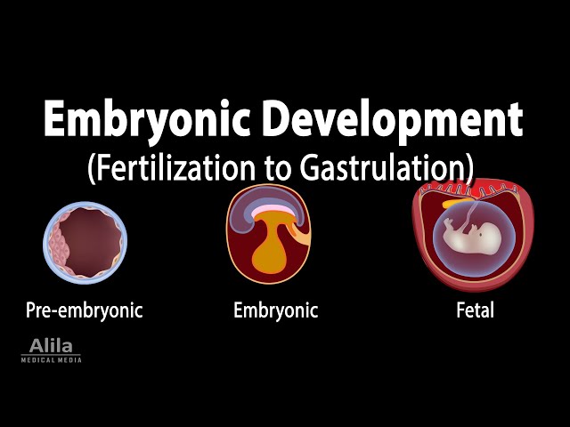 Prenatal Animation Understanding Human Prenatal Development: From Fertilization to ...