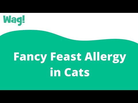 Fancy Feast Allergy in Cats | Wag!