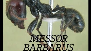 preview picture of video 'Reportaje Messor barbarus Rivesaltes'