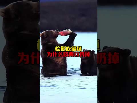 為什麼熊吃魚咬兩口就扔掉#漲知識了 #動物的迷惑行為 #棕熊 #動物科普