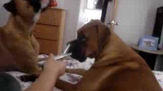 Boxer Dog Slap Video