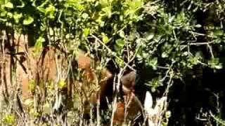 My encounter with a Bear in Northern California