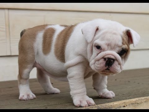 [Australian Bulldog] Australian bulldog puppies || Australian bulldog barking