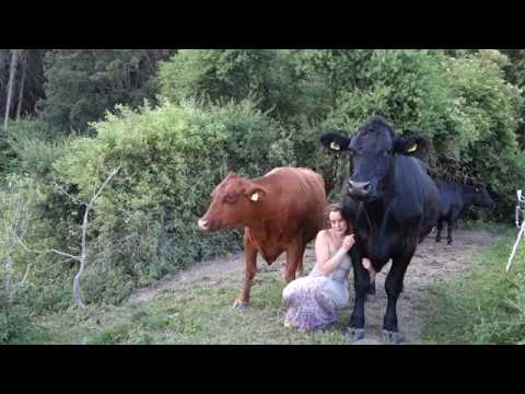 CALLING MY COWS - KULNING