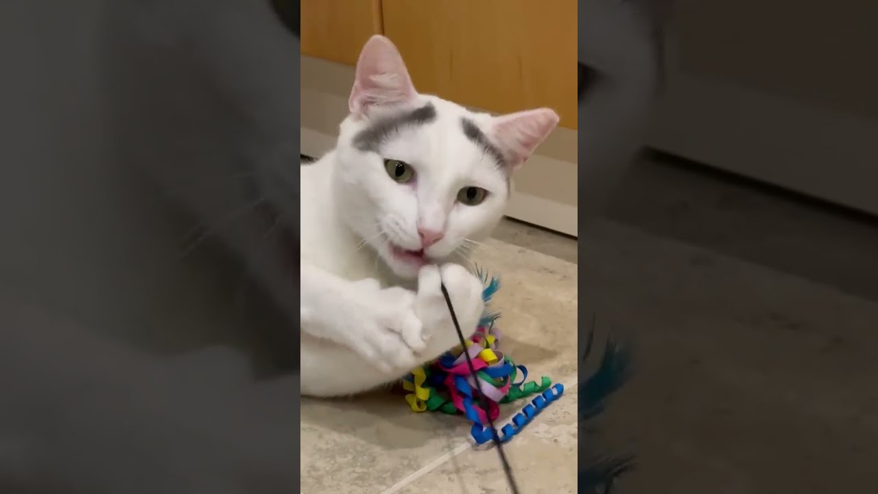Finn, a ADOPTABLE Domestic Short Hair in Hilton Head Island, SC video 6/6